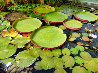 Close up of a water lily pad - variety Tropical Giant
