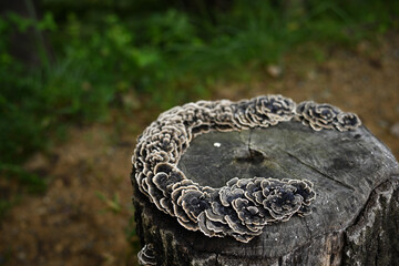 カワラタケ（白色腐朽菌）