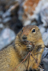 Arctic Ground Squirrel in Denali National Park Alaska in Autumn