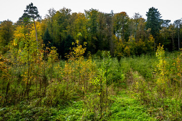 Wiederaufforstung im Mischwald im Herbst