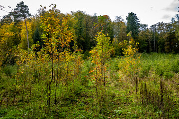 Obraz premium Wiederaufforstung im Mischwald im Herbst