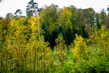 Wiederaufforstung im Mischwald im Herbst