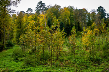 Wiederaufforstung im Mischwald im Herbst