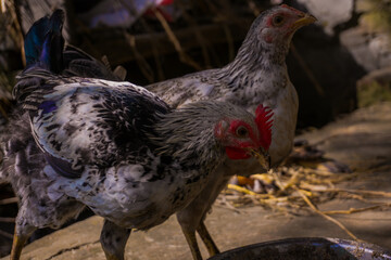 Close-up of two chickens pecking food from a metal bowl in natural outdoor sunlight