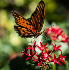 Butterfly feeding on flowers