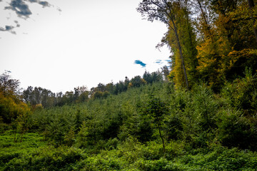Wiederaufforstung im Mischwald