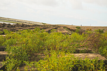 Stone Ruins on a Hill: A historical scene of stone structures ascending a hill, overgrown with lush greenery under a cloudy sky, reflecting the passage of time and the resilience of nature.