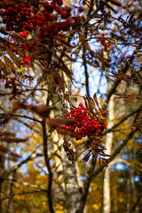 rowan-berries in fall