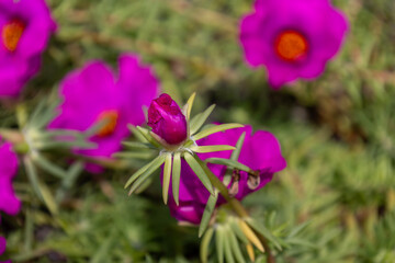 Fototapeta premium ピンク色の松葉牡丹（マツバボタン）の花