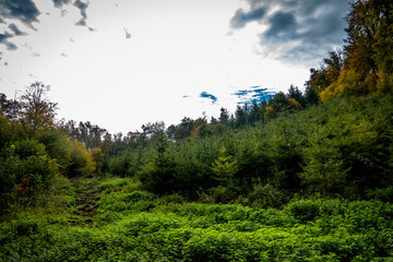 Wiederaufforstung im Mischwald