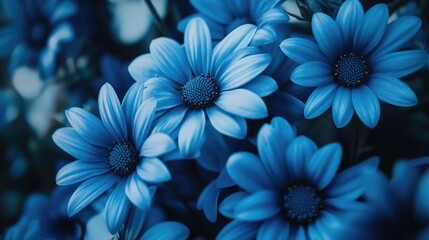 Obraz premium Blue flower cluster