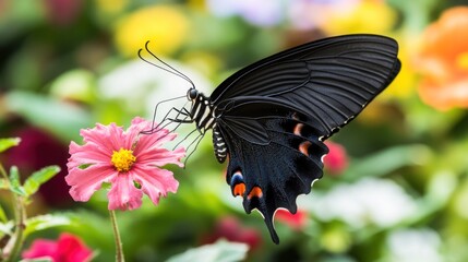 A black and white butterfly with orange markings perches on a pink flower with a blurred background of colorful flowers.