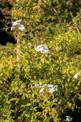 Cape leadwort or Plumbago Auriculata plant in Zurich in Switzerland