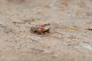Common toad, close up in the uk