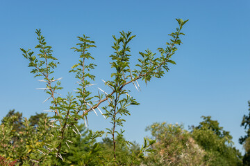 Sweet thorn or Vachellia Karroo plant in Zurich in Switzerland
