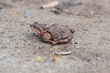 Common toad, close up in the uk