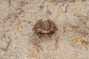 Common toad, close up in the uk