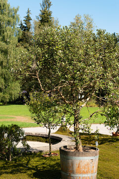 Pineapple guave or Acca Sellowiana plant in Zurich in Switzerland