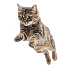 Fototapeta premium Playful tabby cat jumping, striped domestic kitten in midair. Cute feline pet action pose for ads and branding isolated PNG with Transparent Background