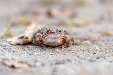 Common toad, close up in the uk
