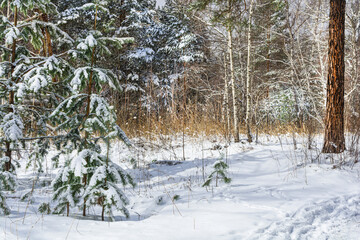 Snowy path in the winter forest. Trees in the park are covered with snow. Snowy pines, firs and birches. Beautiful, fabulous winter landscape