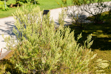 Phylica Paniculata plant in Zurich in Switzerland