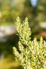 Phylica Paniculata plant in Zurich in Switzerland