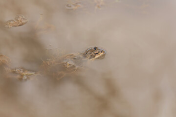 Common toad, close up in a pond in the uk
