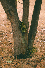 A bundle of green maple leaves rests between the fork of tree branches. The tree stands on a bed of dry grass and scattered leaves, creating a natural autumn forest scene.
