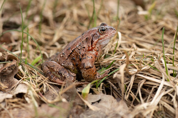 Common toad, close up in the uk