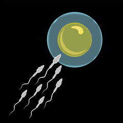 Fertilization of the egg. Female fertility.
