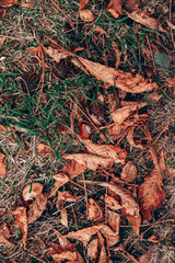 Dry chestnut leaves, nuts, and twigs scattered across green and dry grass, creating an autumnal outdoor scene. The orange and brown hues of the leaves contrast with the sparse greenery.
