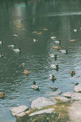 A group of ducks swimming peacefully in a calm pond, with a rocky shoreline in a park setting on an autumn day. The scene is serene with no people around.
