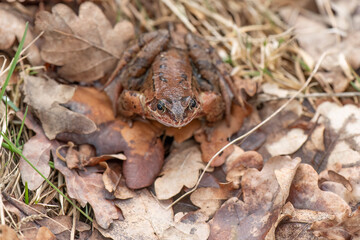 Common toad, close up in the uk