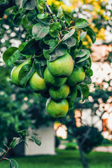 A close-up of a bunch of green pears hanging from a tree branch, surrounded by vibrant green leaves in a garden. The background is blurred, creating a focus on the ripe fruit and foliage.

