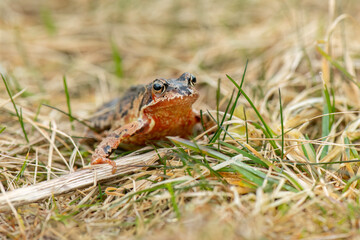 Common toad, close up in the uk