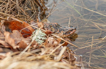 Common toad, beside a pond, close up in the uk