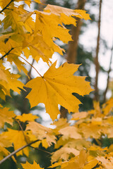 Close-up of vibrant yellow maple leaves hanging on branches, with a blurred natural background, capturing the essence of autumn outdoors.
