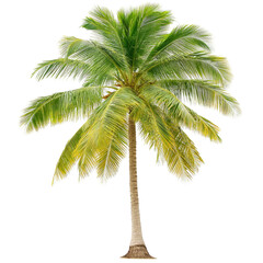 Obraz premium Lush green palm tree isolated on white background.