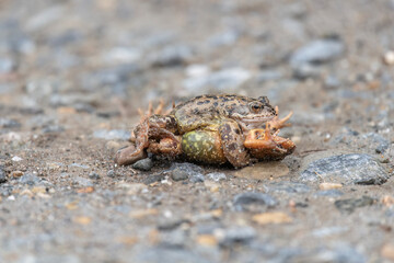 Common toads, fighting in the uk