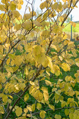 Witch hazel or Hamamelis Virginiana plant in Zurich in Switzerland