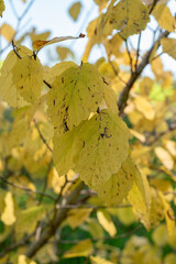 Obraz premium Witch hazel or Hamamelis Virginiana plant in Zurich in Switzerland