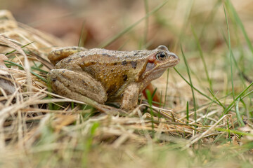 Common toad, close up in the uk
