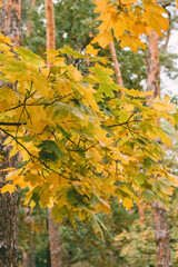 Branches of a maple tree adorned with bright yellow autumn leaves, with a natural forest background.
