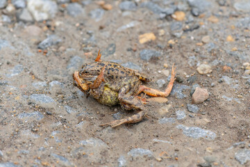 Common toads, fighting in the uk