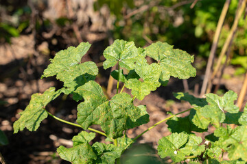 Common mallow or Malva Sylvestris plant in Zurich in Switzerland
