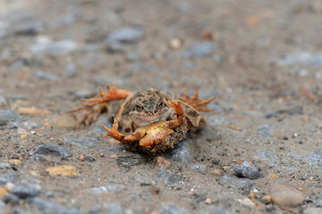Common toads, fighting in the uk
