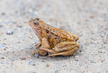 Common toad, close up in the uk