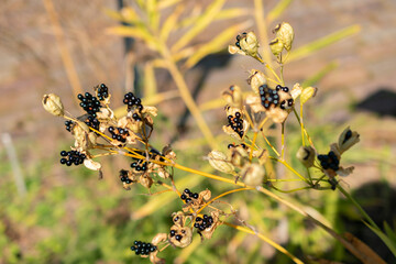 Blackberry lily or Iris Domestica plant in Zurich in Switzerland