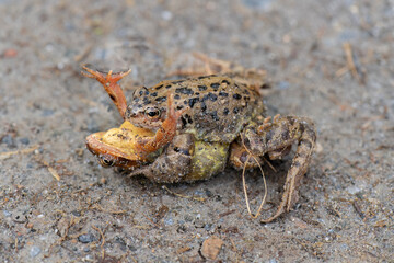 Common toads, fighting in the uk